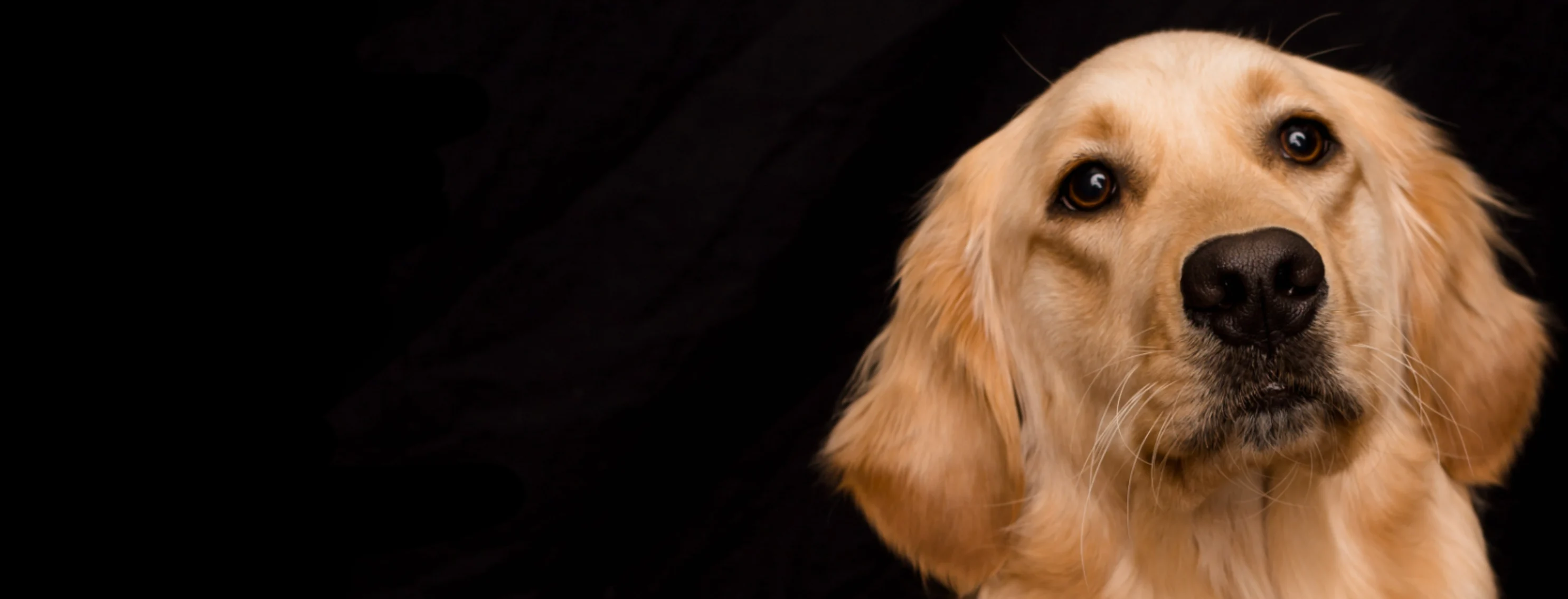 A photo of a golden retriever looking off into the distance